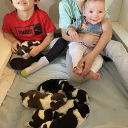 English Springer Spaniel Puppies from Carol Jansen's Cascadian Springer Spaniels