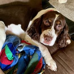 Dachshunds and English Springer Spaniels from McCollough's Pawsome Spaniels and Danny's Delightful Dachshunds