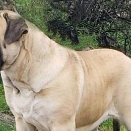 Mastiffs from Dahl Mastiffs