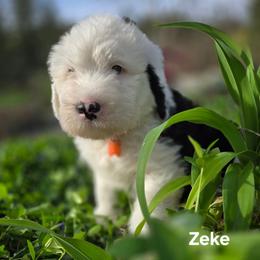 Zeke - Gray and white male Old English Sheepdog puppy in Sutherlin, Oregon from Sapphire Eyes Sheepdogs