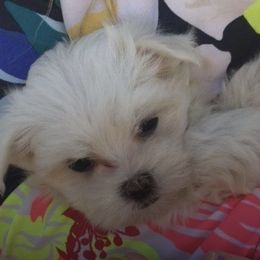 Maltese from Satin Rees Maltese