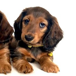 Dachshunds from Bea’s Dackel Haüs