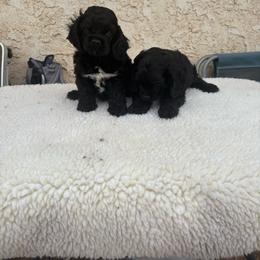 Summer baby 3 - Black male Cocker Spaniel puppy in Wittmann, Arizona from Amore’s Cockers