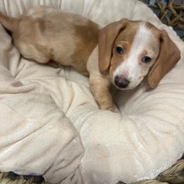 Copper - Piebald male Dachshund puppy in Brooksville, Florida from Ween Acres