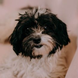 Mal-Shis, Maltese, Maltipoos, and Shih Tzus from Cooley's Cuddle Pups