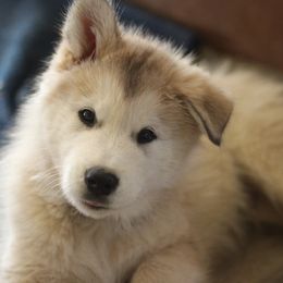 Dark blue collar boy - Sable and white Alaskan Malamute puppy in Grayson County, Virginia from River Bend Malamutes