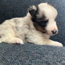 Cosmo - Blue merle white and tan male Shetland Sheepdog puppy in Littleton, Colorado from Xanadu Shelties