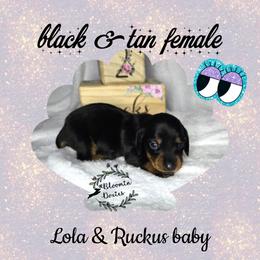 Tiny - Black and tan female Dachshund puppy in Valrico, Florida from Bloomin Doxies