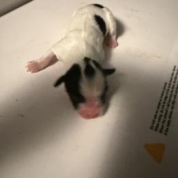 Girl 3 - White black and tan female Papillon puppy in Fremont, Michigan from Barque