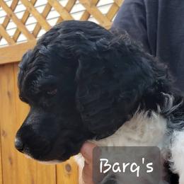 Barq's (silver collar) - Phantom male Poodle puppy in Madison, Wisconsin from Blue Moon Standard Poodles