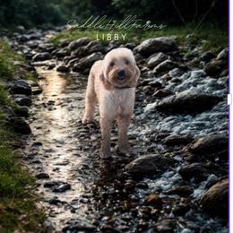 Libby - Goldendoodle