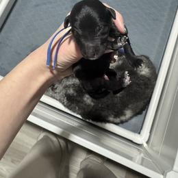 Blue collar - Black male Bernedoodle puppy in Lehi, Utah from Our Little Farm Life Doodles