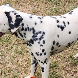 Dalmatians from Texas Legacy Dalmatians
