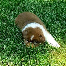 Boy 1 - Red tri-color male Australian Shepherd puppy in Maryland from Lake Shore Australian Shepherds