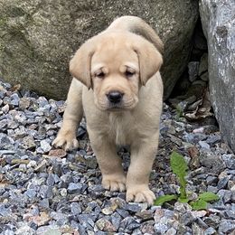 Labrador Retrievers from Lake Julia Labradors