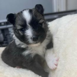 Black star - Black parti male Pomeranian puppy in Mc Farland, California from O.M.G_POMS