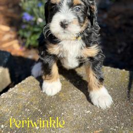 Periwinkle - female Australian Mountain Doodle puppy in Henry, Illinois from Rowe Farms Doodles