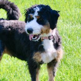 Tessa - Bernedoodle