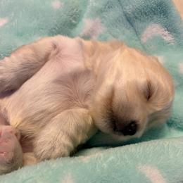 Twilight - Wheaten female Miniature Schnauzer puppy in Daisetta, Texas from Winfree’s Schnauzers