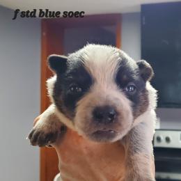 Standard Blue full mask - Blue speckled female Australian Cattle Dog puppy in Lenoir, North Carolina from Blue Coyote Ranch