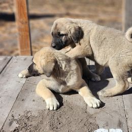 Girl 5 - Fawn female Kangal puppy in Anderson, California from VSH Kangal Dogs