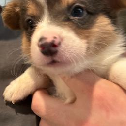 Luke - Gray and white male American Corgi puppy in Orangevale, California from Corgis of the Heart