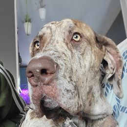 Traya - Great Dane