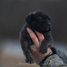Girl 2 - Black brindle female Cane Corso puppy in Cable, Ohio from Americana Cane Corso