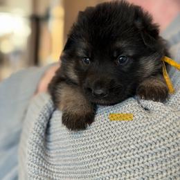 Gwenhwyfar-Yellow - Black and tan female German Shepherd puppy in Medical Lake, Washington from Nine Realms German Shepherds