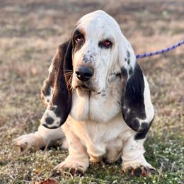 Harvey - Basset Hound