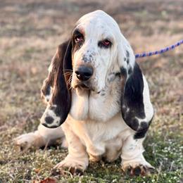 Harvey - Basset Hound
