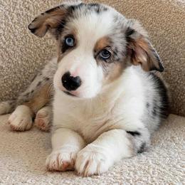 Apollo 2 - Blue merle and white male Cardigan Welsh Corgi puppy in Huntington Beach, California from Gingerbread