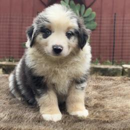 Ray - Blue merle male Miniature Australian Shepherd puppy in Williamson County, Texas from Raising Star Ranch Toy and Mini Aussies