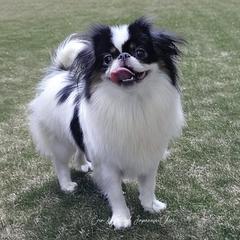 Juniper - Japanese Chin