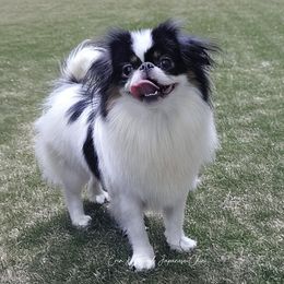 Juniper - Japanese Chin