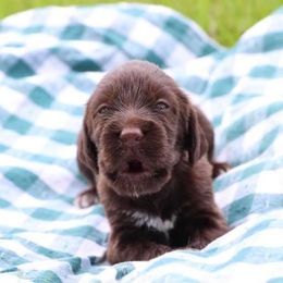 German Wirehaired Pointer Puppies from Afterhours German Wirehaired Pointers