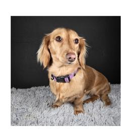 Princess - Dachshund