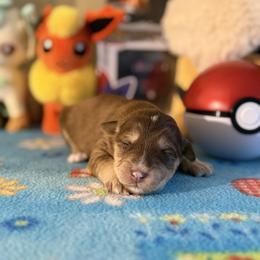 Lavender - Chocolate female Pomsky puppy in Campton Hills, Illinois from Urban Miracle’s