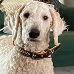 Buddy - Saint Berdoodle