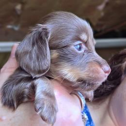 Chloe's chocolate girl - Chocolate and tan female Dachshund puppy in Caldwell, Idaho from Dozendachs