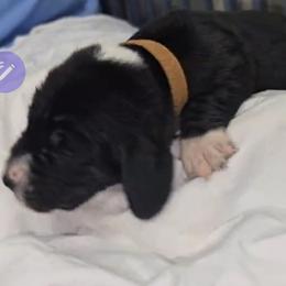 Basset Hound Puppies from Buck Wild 4 Bassets