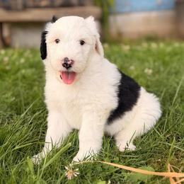 Cowboy - Black and white male Sheepadoodle puppy in Vernonia, Oregon from Life Unleashed Farm