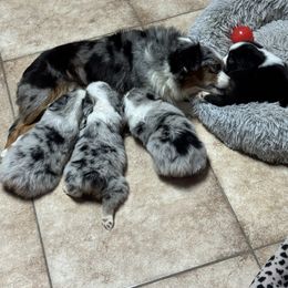 Miniature Australian Shepherd puppies from Diamond R Aussies