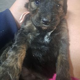 Joy pink collar - Chocolate merle female Bernedoodle puppy in Lafayette, Alabama from Williams Lake Doodles