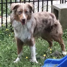 Bear - Toy Australian Shepherd