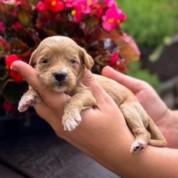 Lemonade - Apricot female Goldendoodle puppy in Wharton, Texas from Little Fur Friends