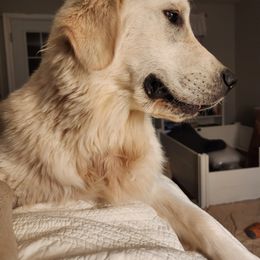 Golden Retriever All Grown Up from Tamarind Goldens