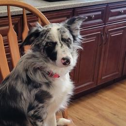 Bella - Border Collie