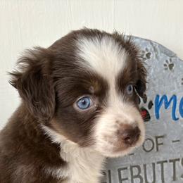 Santa - Red tri male Miniature Australian Shepherd puppy in Nashville, Tennessee from Little B’s Aussies