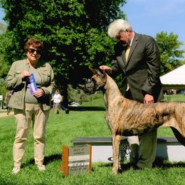 Great Dane and Portuguese Podengo Pequeno All Grown Up from GrinerDanes